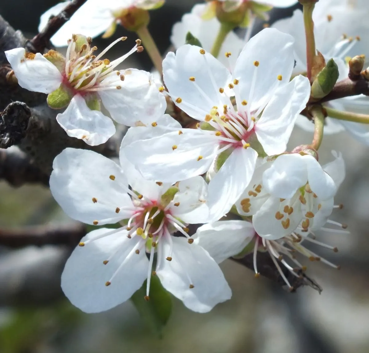 CherryBlossom