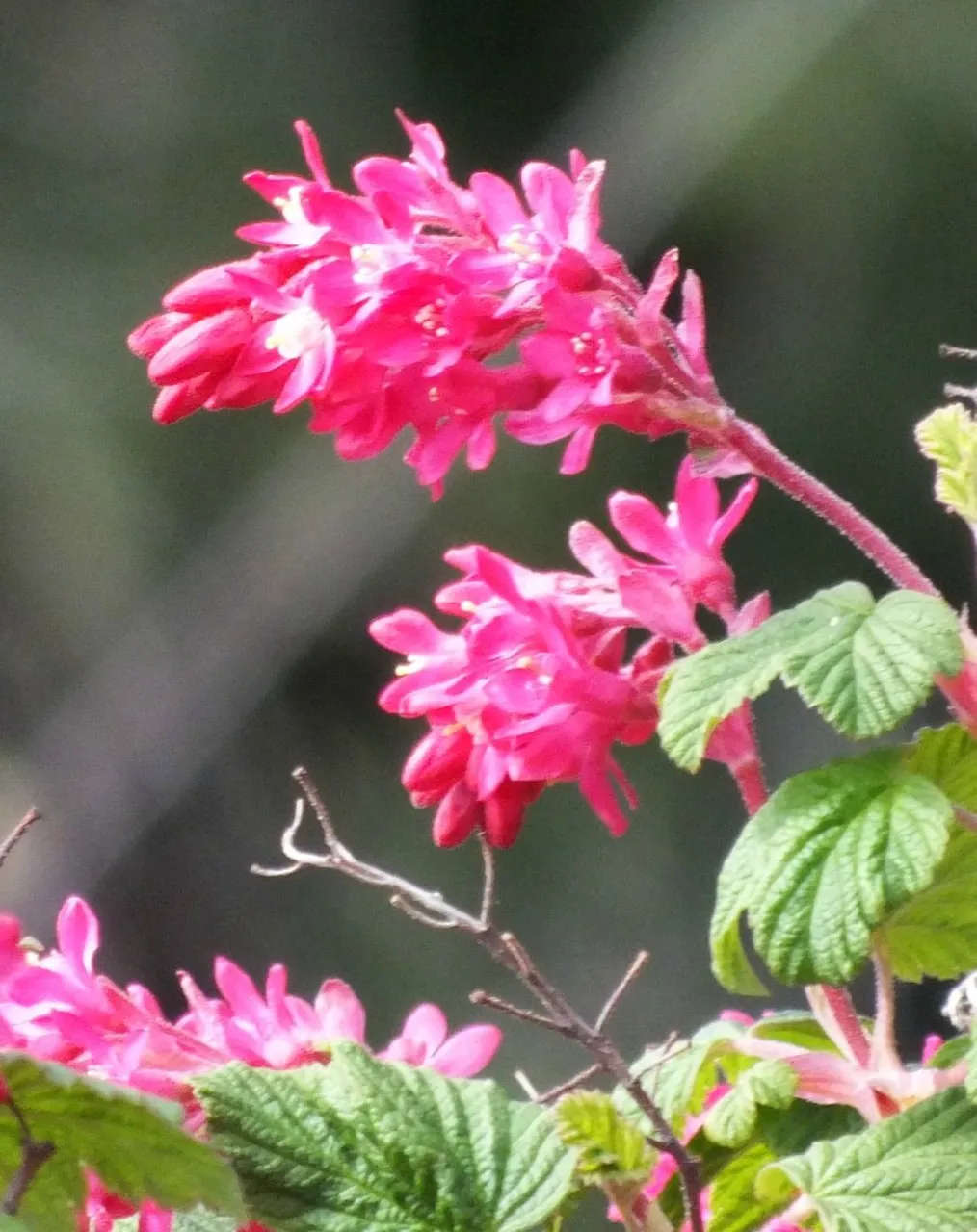 Salmonberry