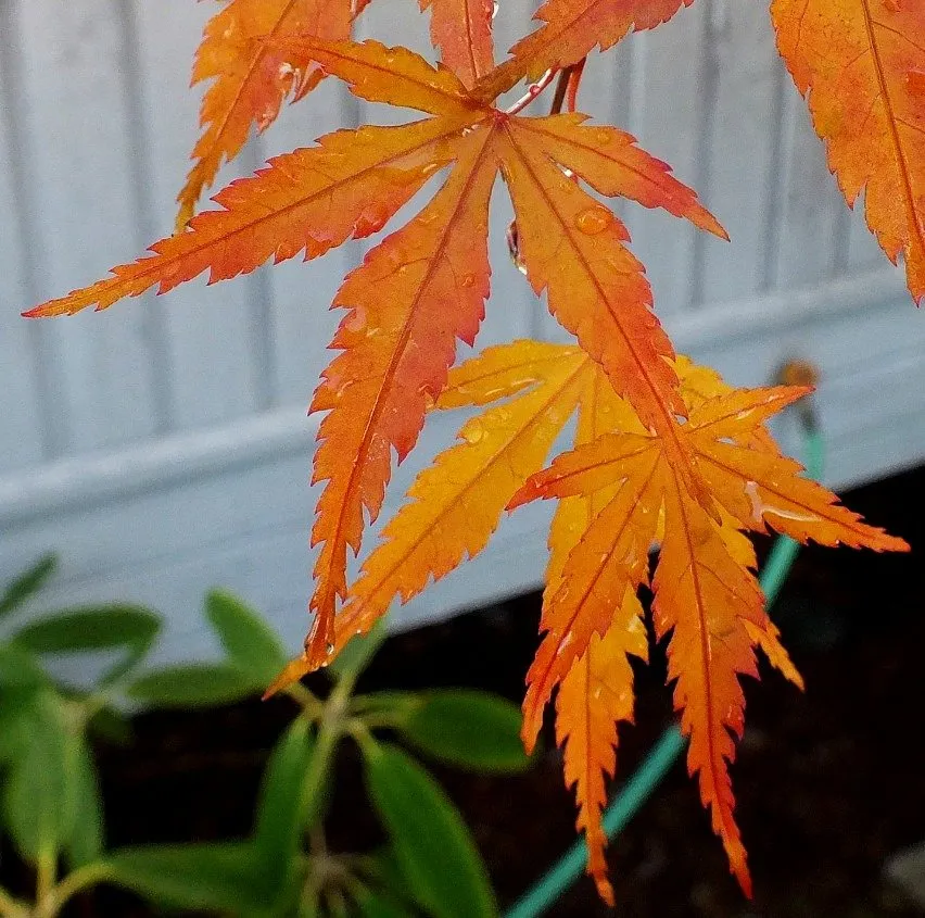 MapleLeaves