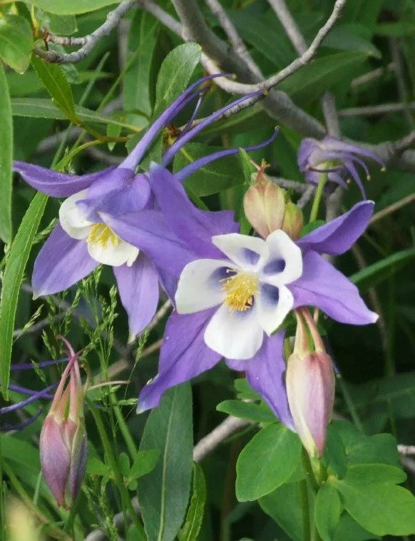 Columbine