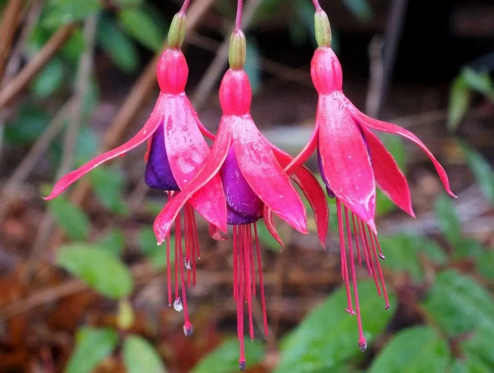 Fuchsias