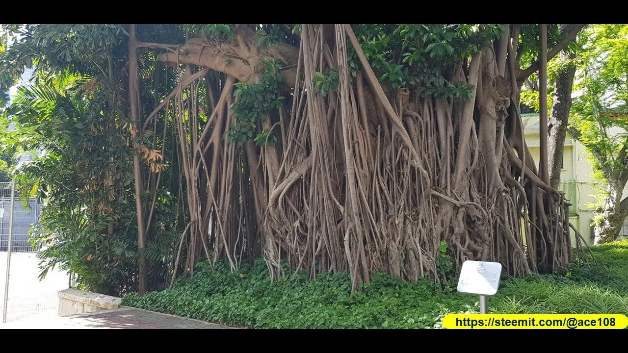 Heritage Trees at Duxton Plains10