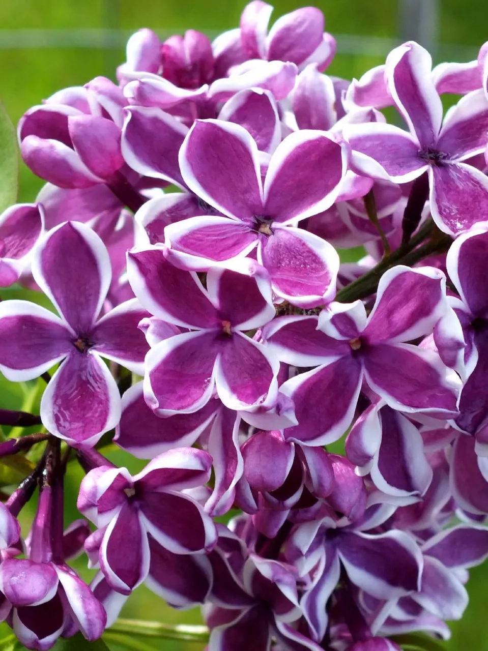 Lilacs