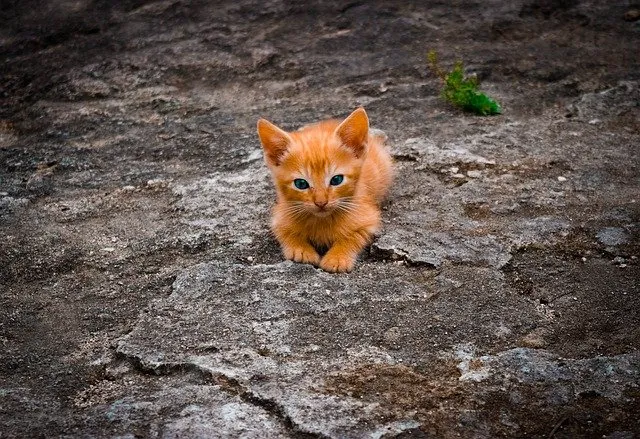 dangerous predator