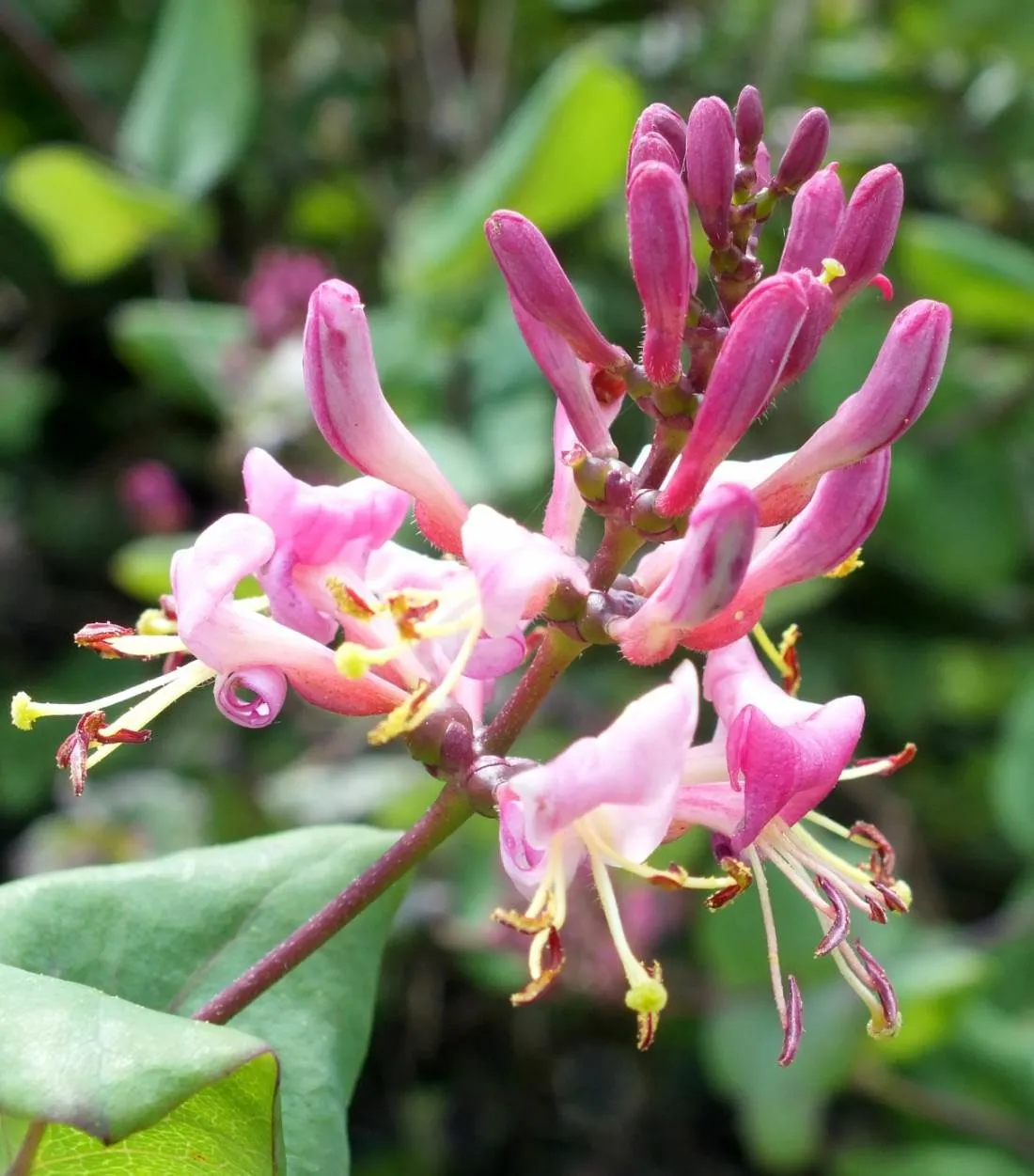 Honeysuckle