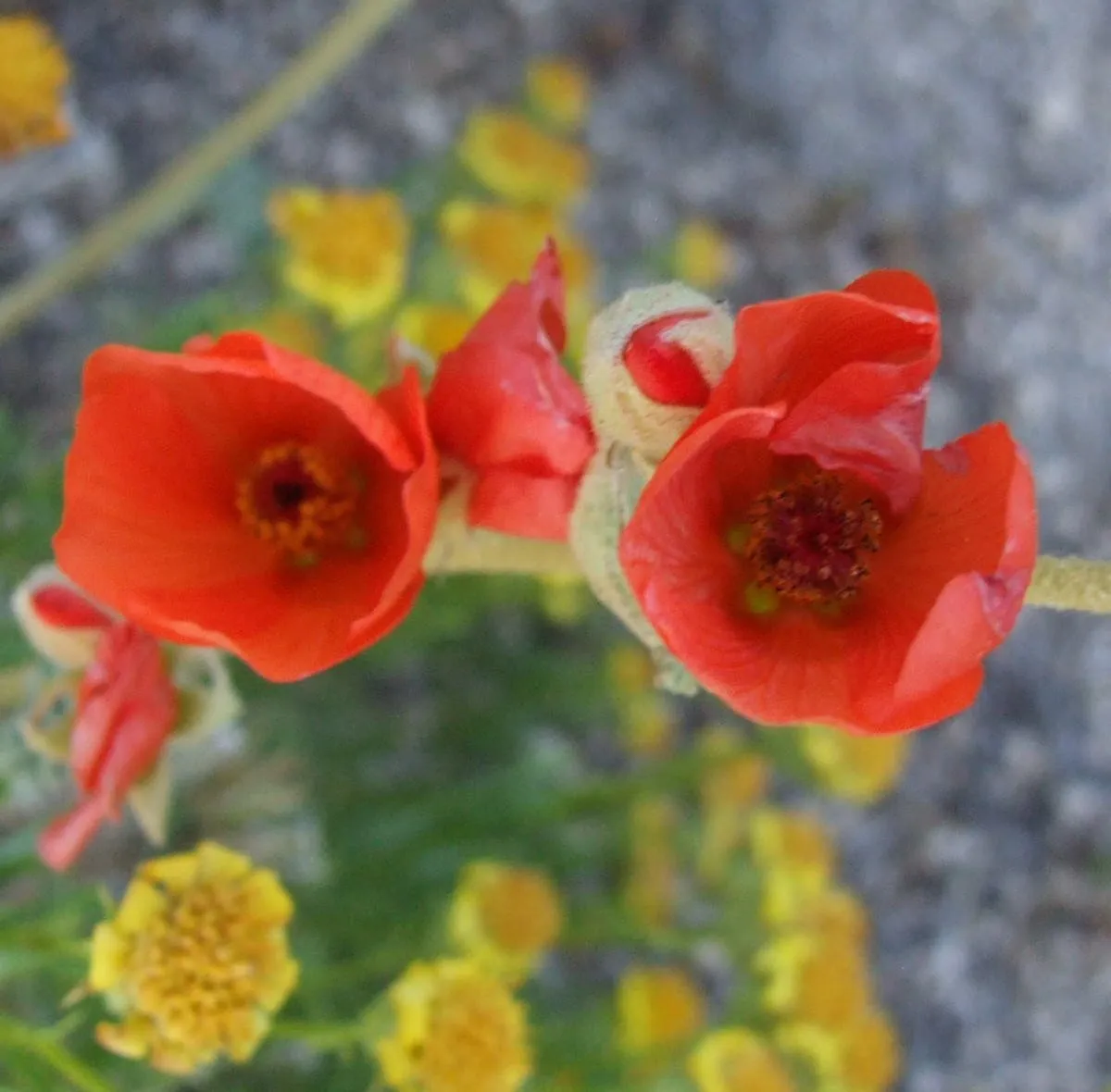 Desert flowers