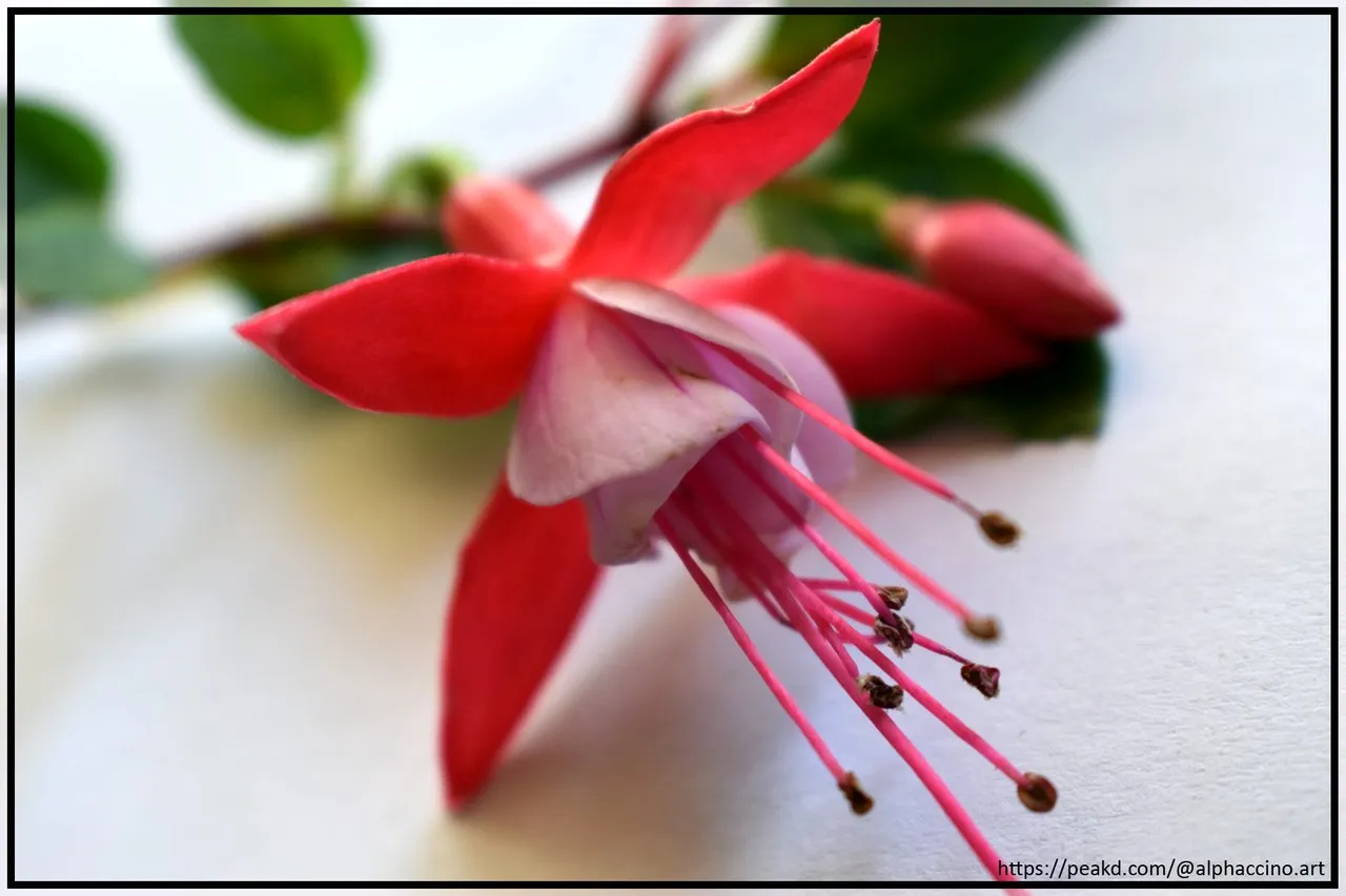 Fuchsia 0912