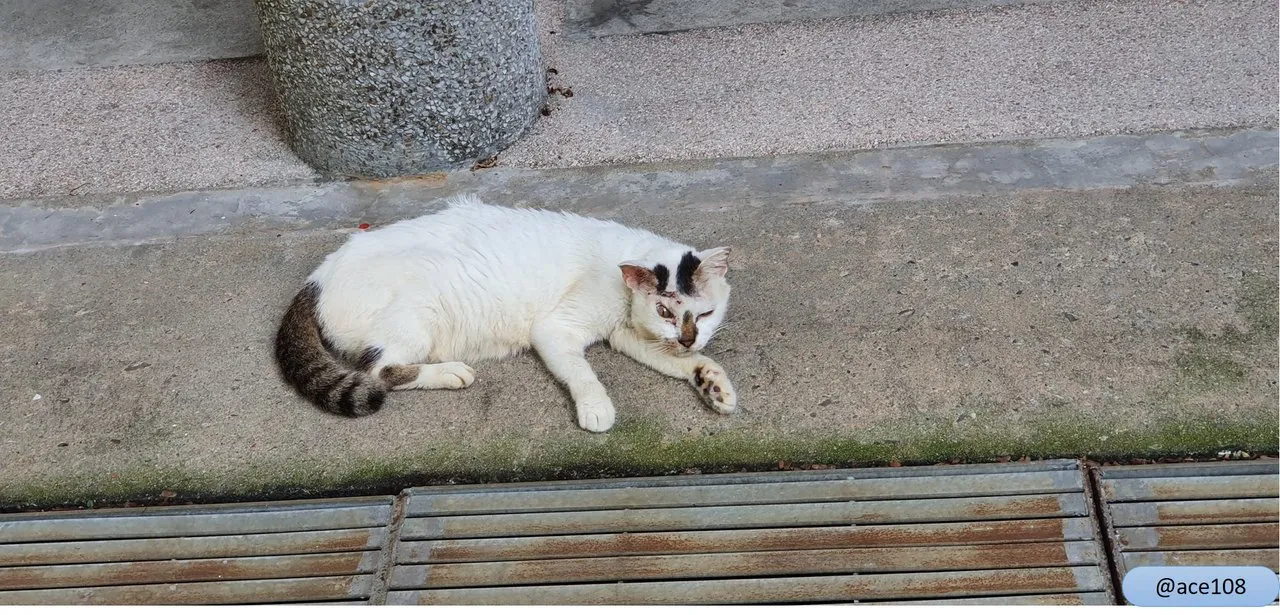 Wink Cat@ace108