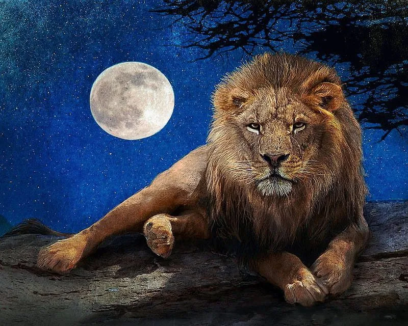 HDwallpaperlionbymoonlightstarspredatormoonpaintingrestingcatsky.jpg