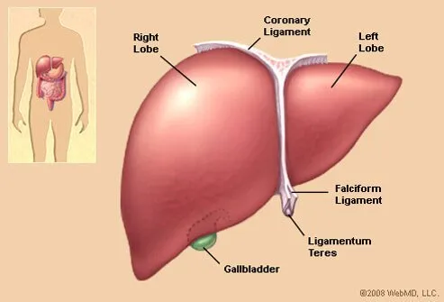 liveranatomy.jpg