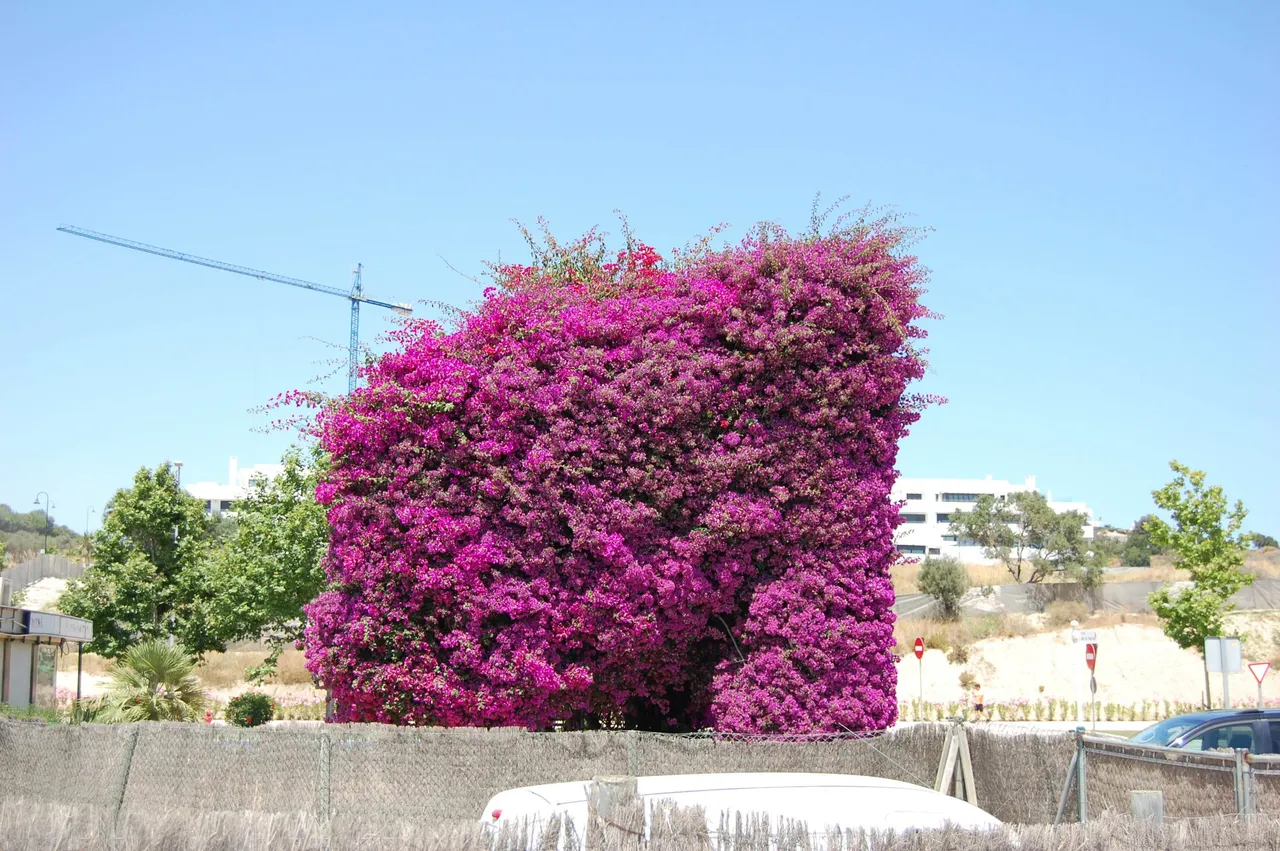 Mijas DSC_0705