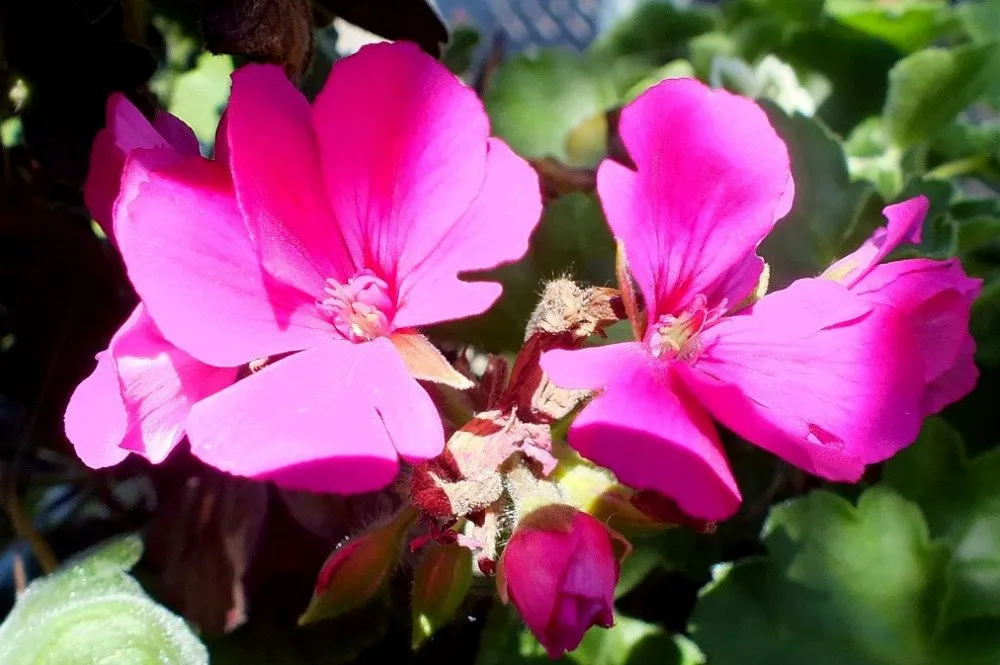 Geranium