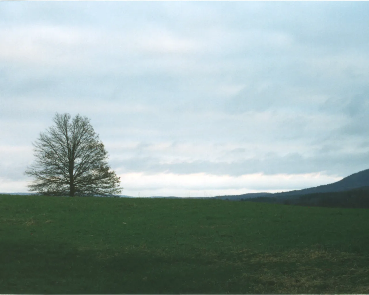 Lonely Tree