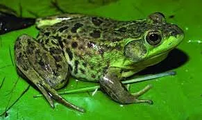 Frog