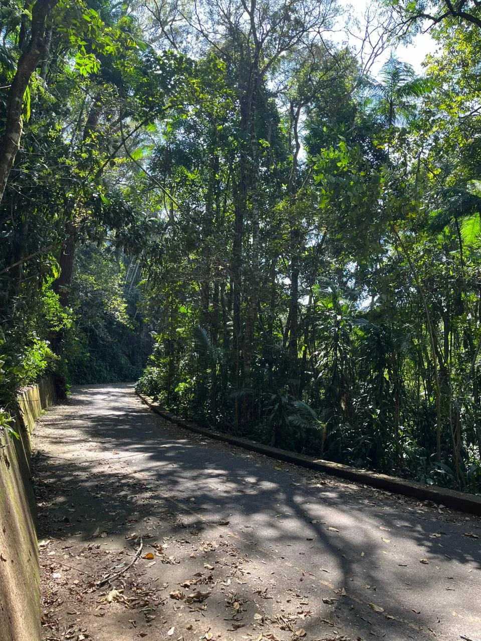 Tijuca Forest