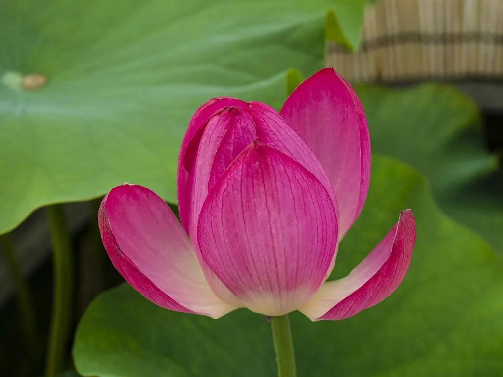 This image has an empty alt attribute; its file name is 연꽃-1024x768.jpg