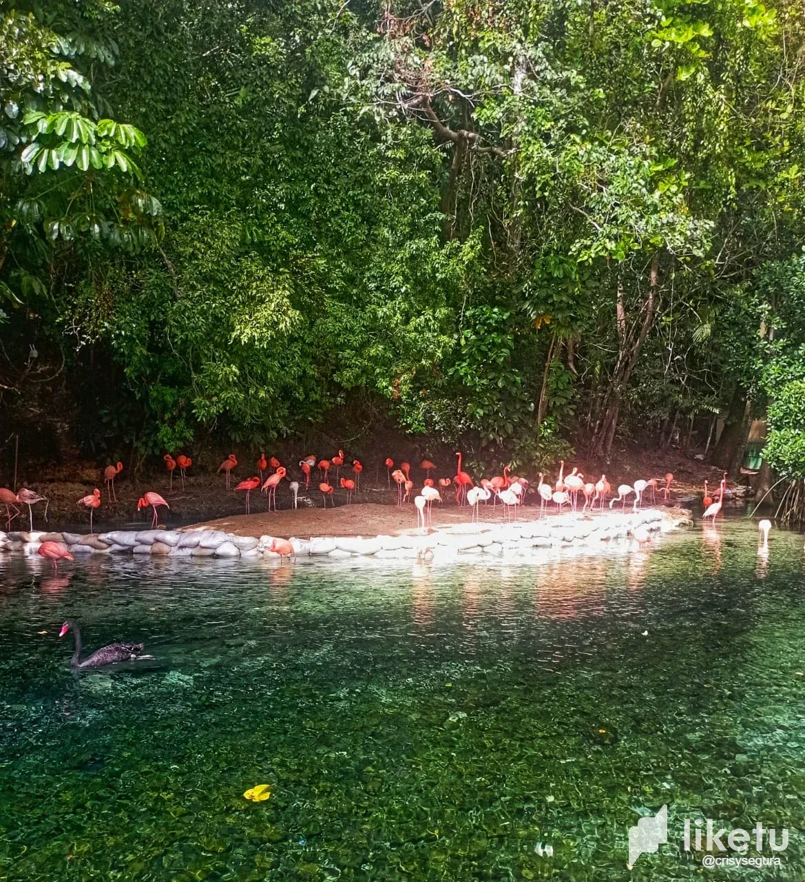 clst5j5a4000vfusz7w0g24fh_Flamingos.webp