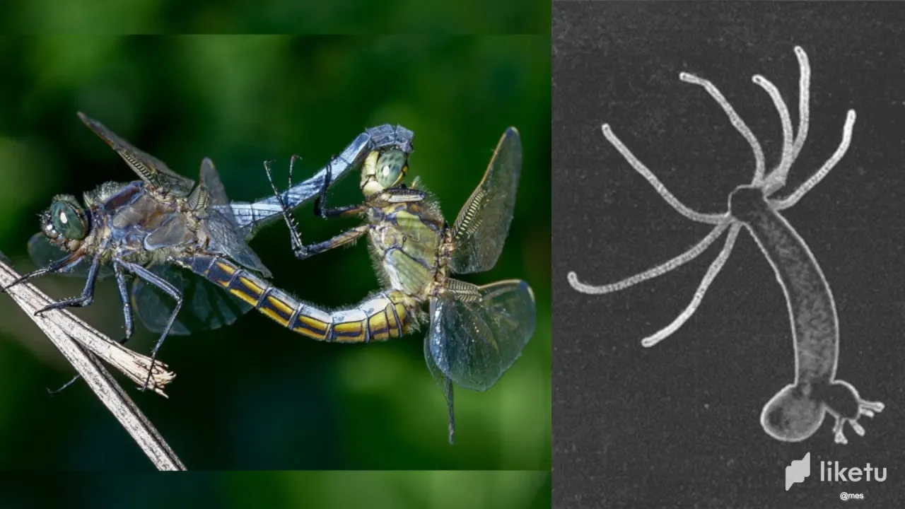 WFDKbVFJEQZU8aMl_46_Animal_Reproduction.webp