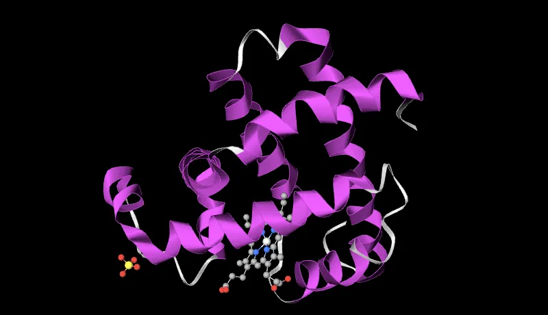 Picture Molecule Myoglobin 800 460.png