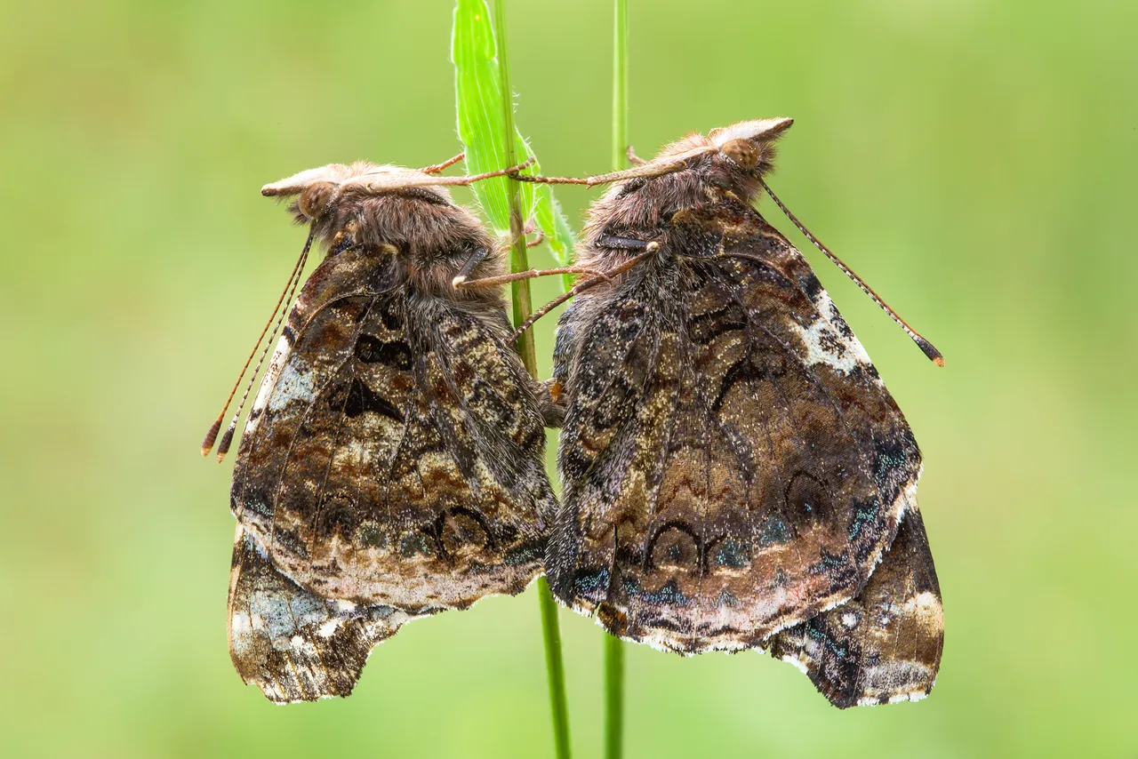 Admiral (Vanessa atalanta)_Q22A2367-BF.jpg