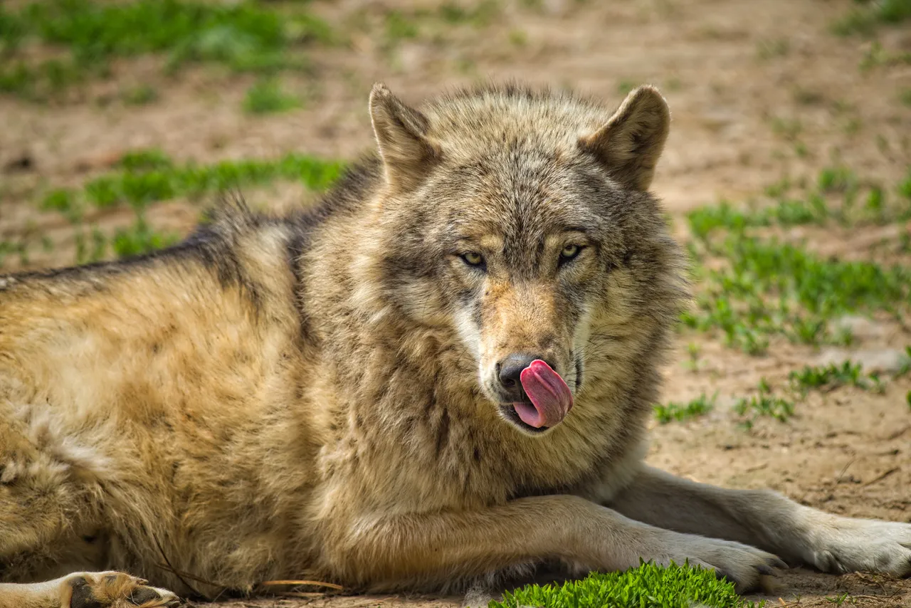 animal-animal-photography-carnivore-755447.jpg