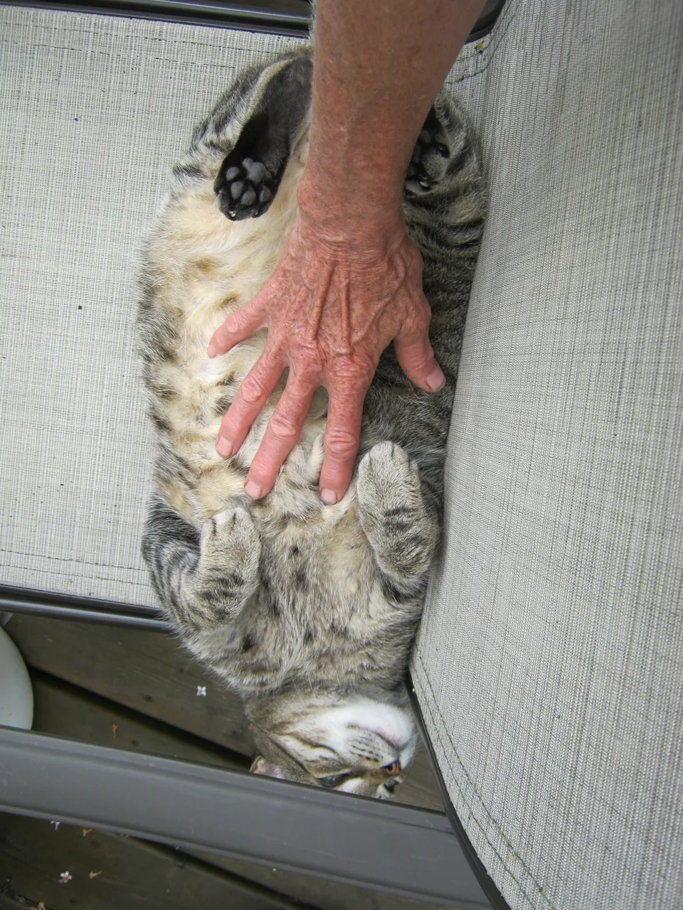 Contented JJ getting a belly rub.JPG