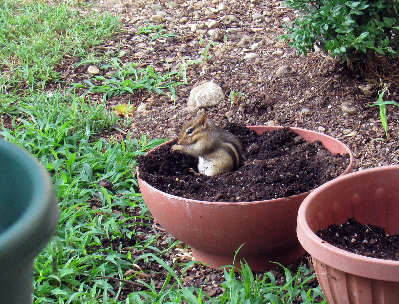 chipmunk in a pot full of dirt.JPG