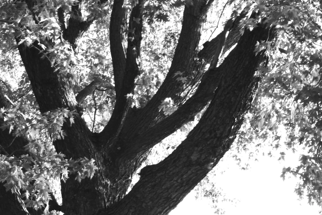 monochrome tree post IMG_2521 copy.JPG