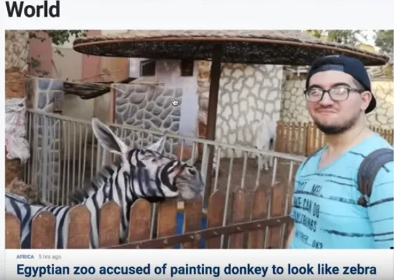 Fox world news 7-26 zebra donkey.png