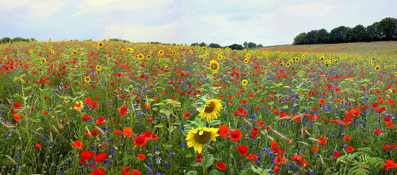 1280px-Bloemenpanorama_Maurice_van_Bruggen.jpg