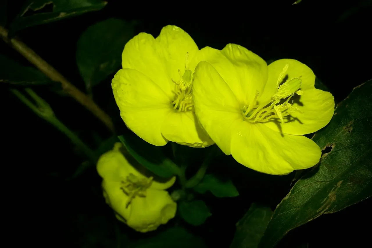 달맞이꽃 (9).jpg