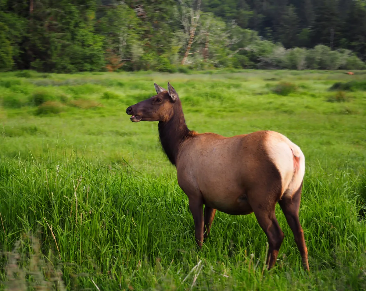 20160526-192140-elk-northern-cali-redwoods.jpg