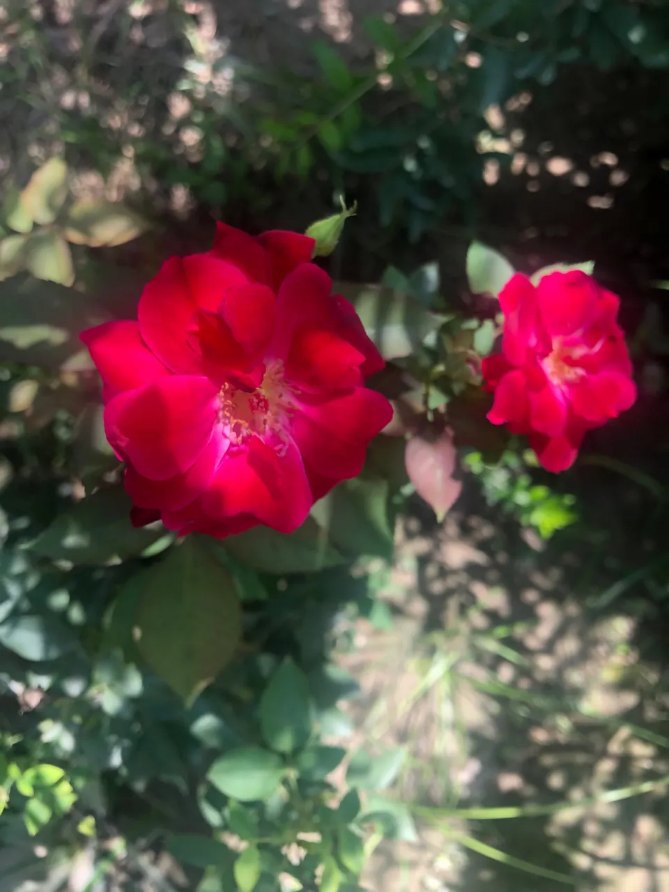 IMG_2710.jpeg