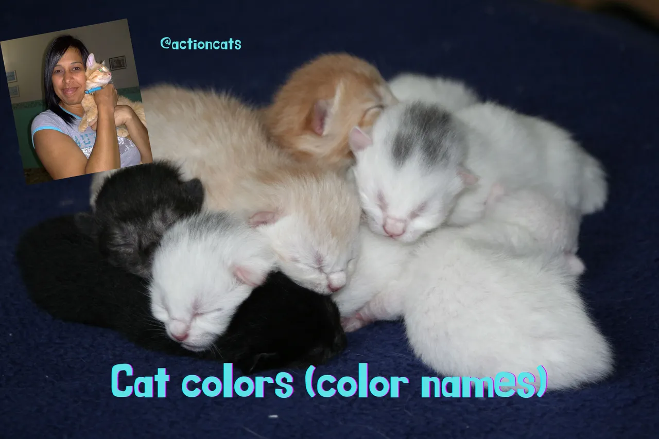 Cat colors (color names).png