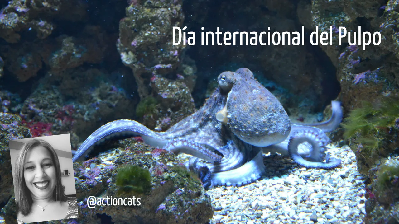 Día internacional del pulpo.png