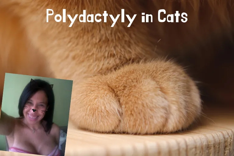 Polidactilia en gatos.png