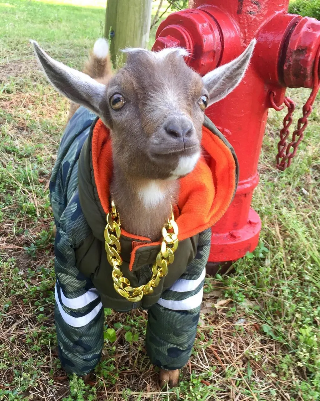 Gucci the Goat.jpeg