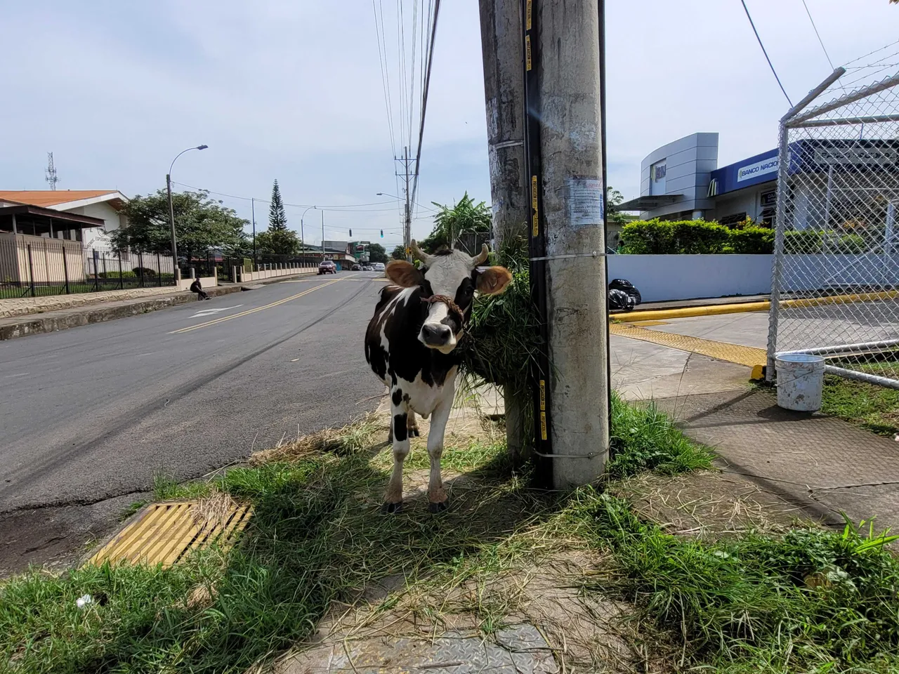 Cow in Turrucares outside the bank branch.jpeg