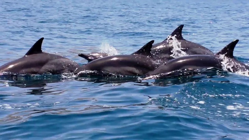 Dolphings 1.png