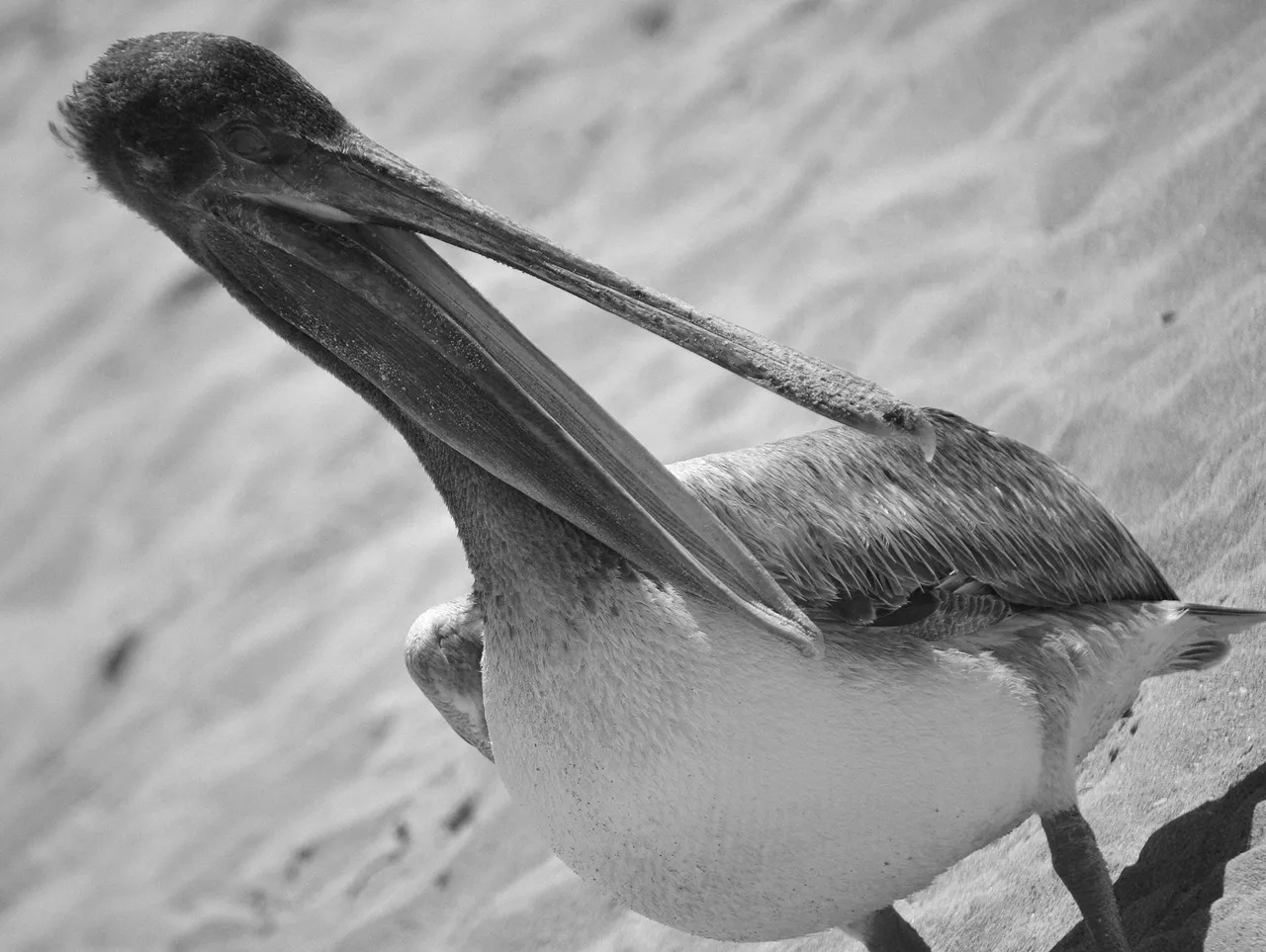 beak.jpg