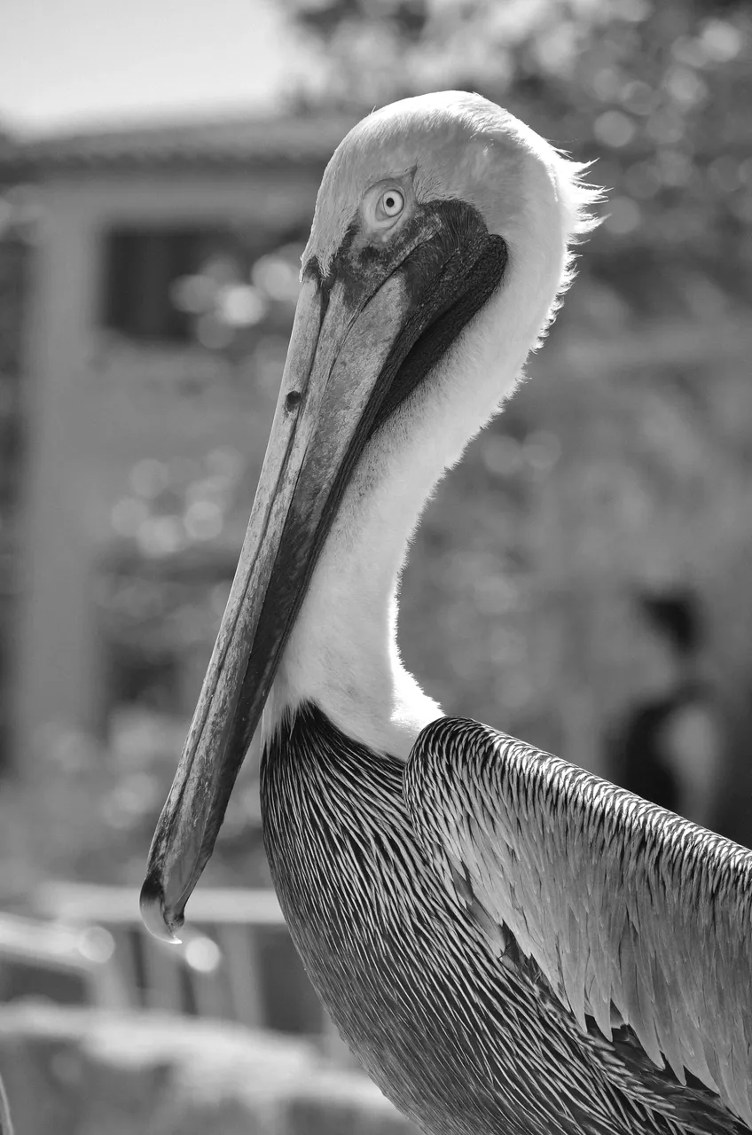 pelican.jpg