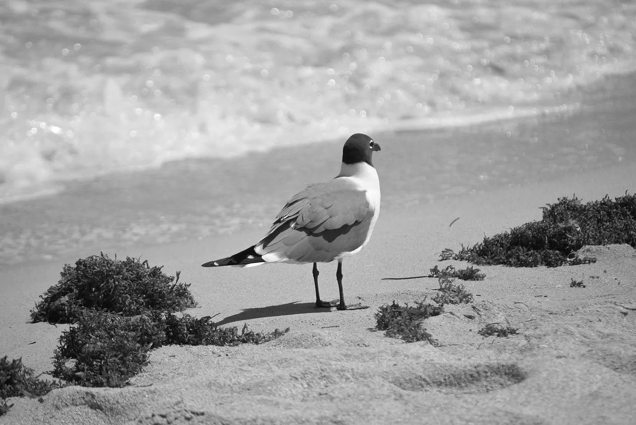 bird.jpg