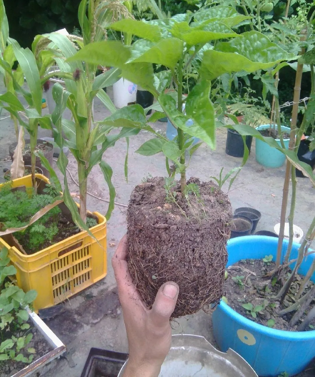 Look all pots that I used