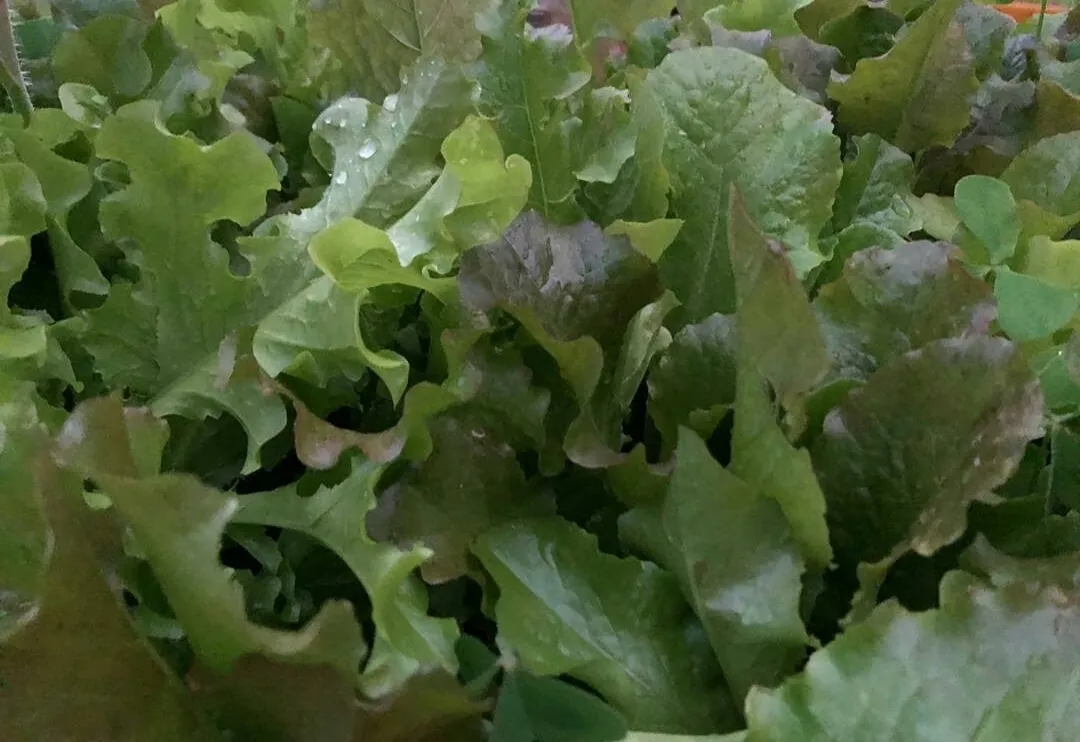 Gourmet salad