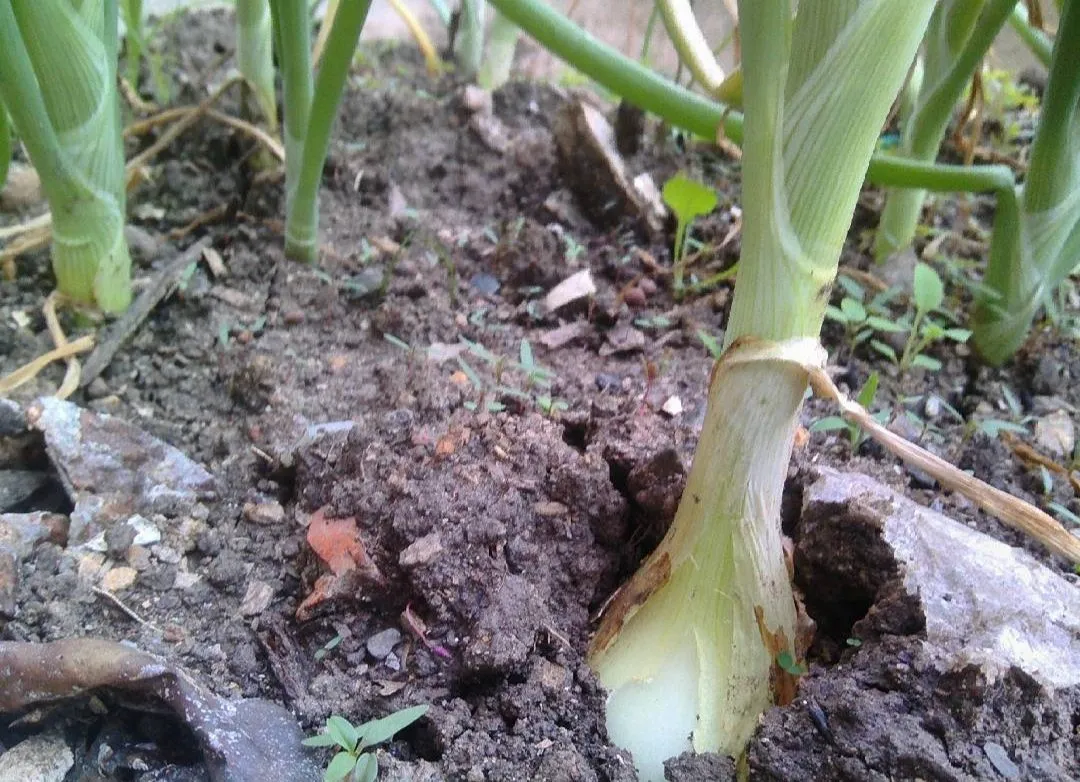 Cebolla blanca