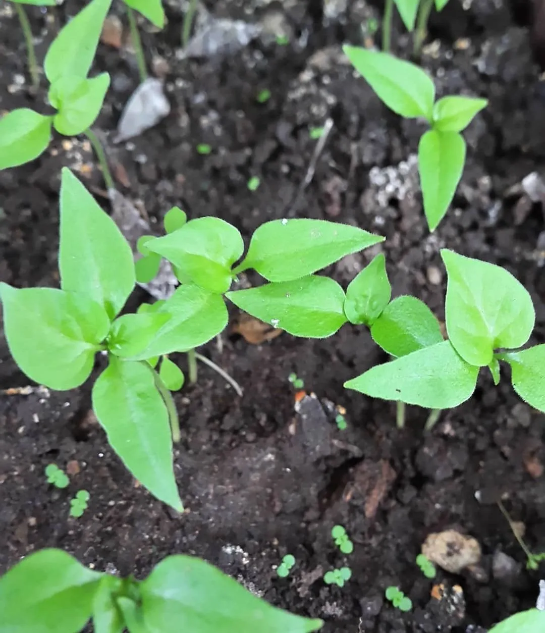 Chilli peppers were born // Mis brotes de picantes