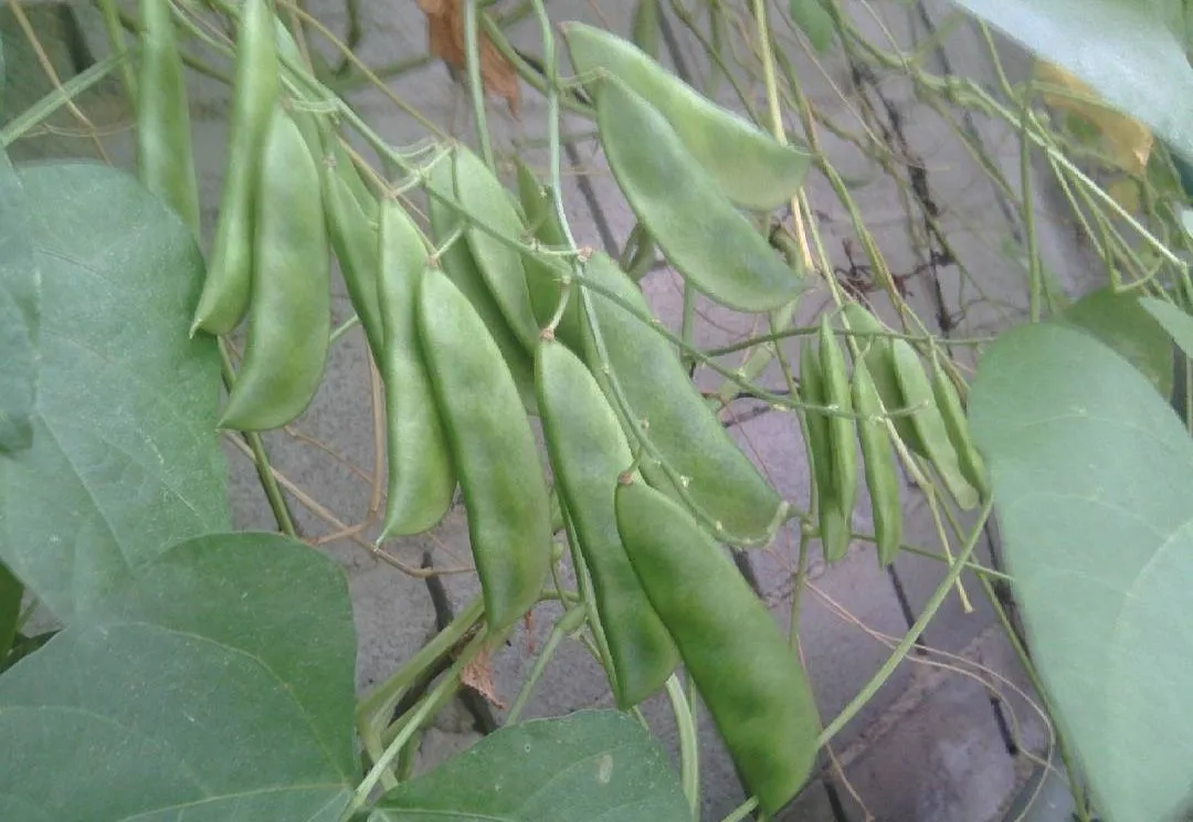 Tapirama plant