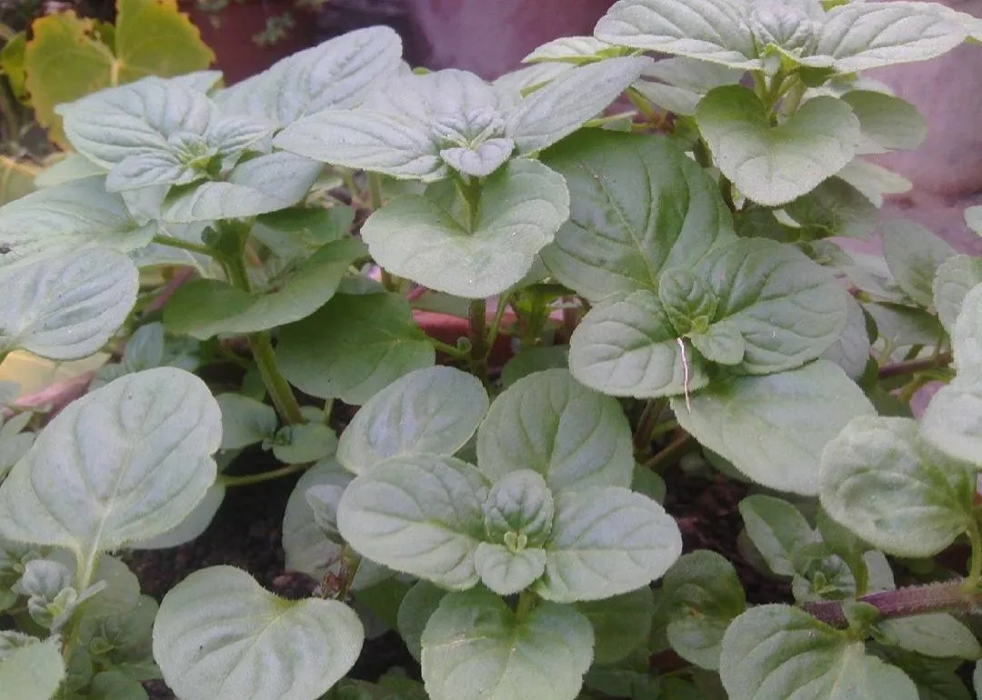 Mint plant