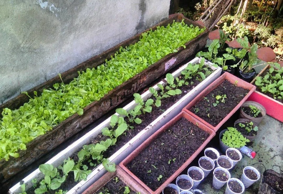 My first garden made in recycled pots on the roof of my house.