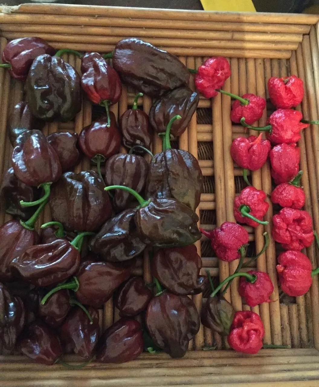 Habanero Chocolate y Carolina Reaper